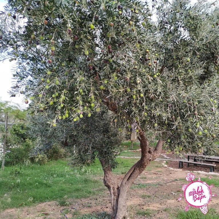 olive tree with unripe olives surrounded by green grass and a benche around 'The Orchard in Vari'