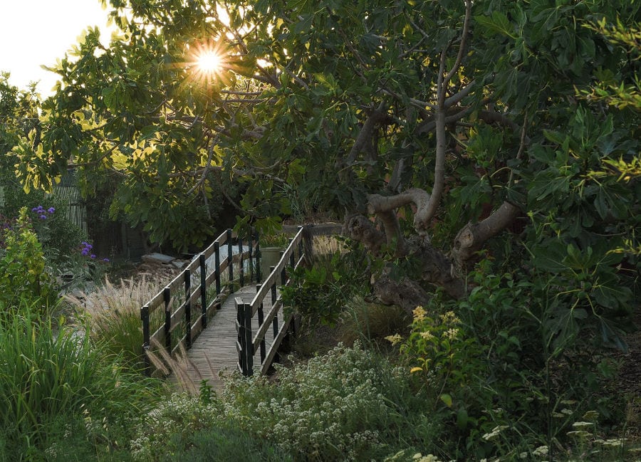 small wood bridge surrounded by high green grass and trees around 'The Orchard in Vari'