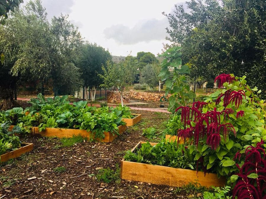 vegetables garden beds at 'The Orchard in Vari' and olive trees in the background