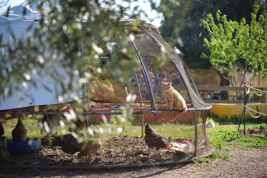 cat climbing metal supports and watching chickens around 'The Orchard in Vari'