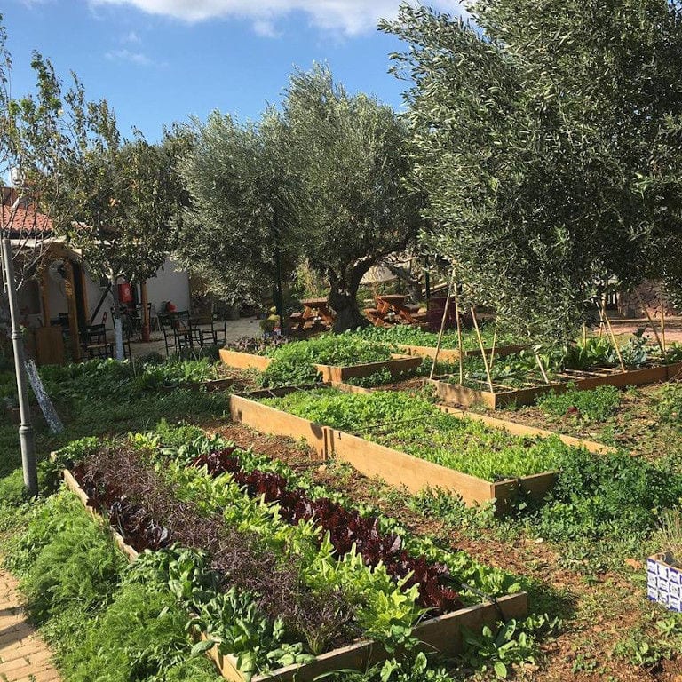vegetables garden beds at 'The Orchard in Vari' and olive tress on the both sides