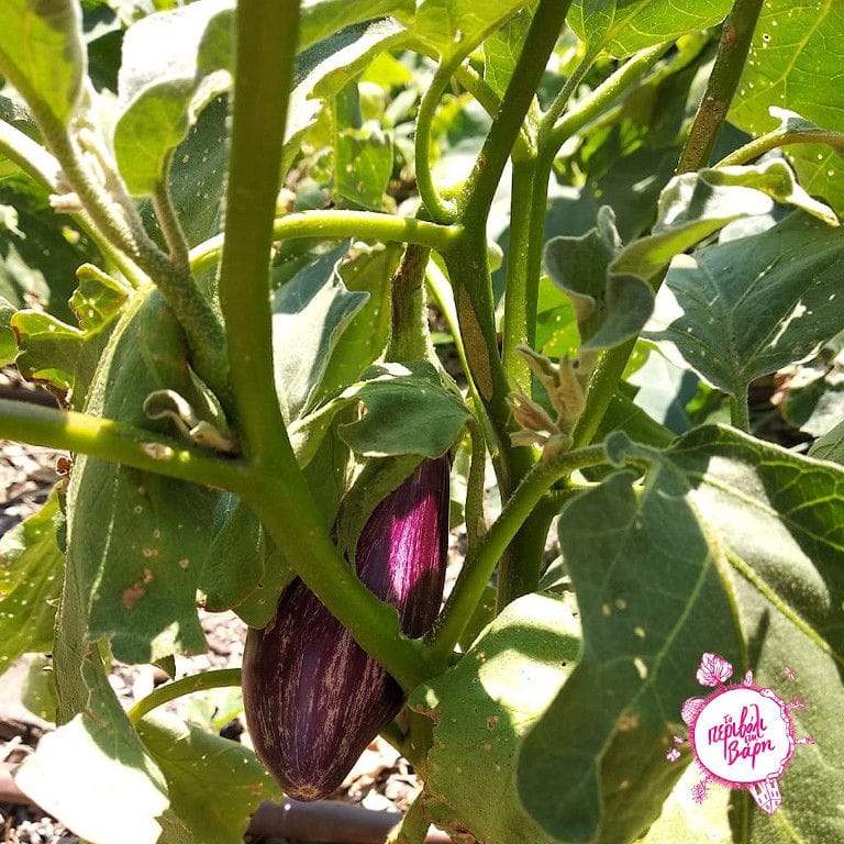 eggplants on their green stem in 'The Orchard in Vari' garden
