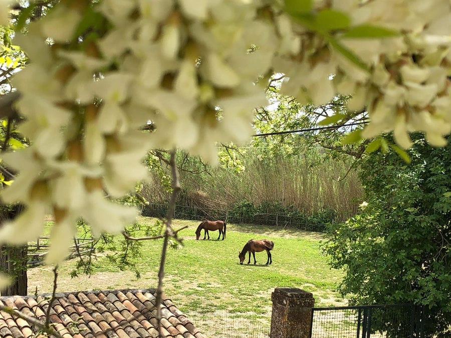 bunches of white flowers in the buckround of trees and two horses eating green grass at 'Theotoky Estate'