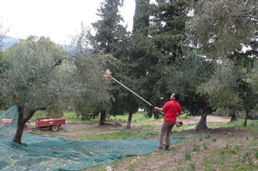 Man picking olives from tree using olive harvester at 'Theotoky Estate'