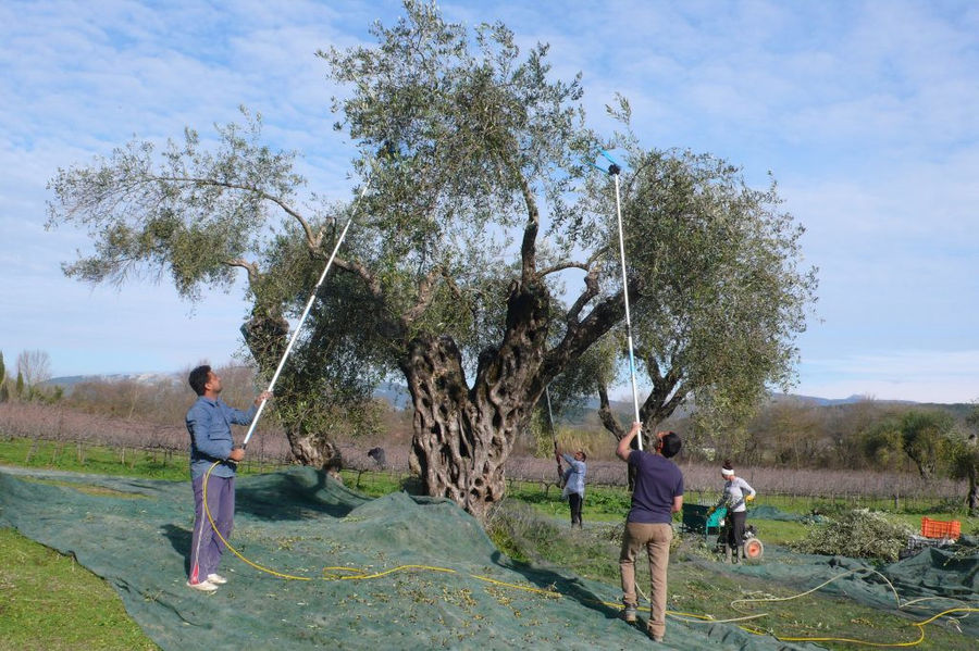 Men picking olives from old tree using olive harvesters at 'Theotoky Estate'