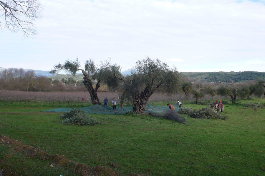 Men picking olives from old tree at 'Theotoky Estate'