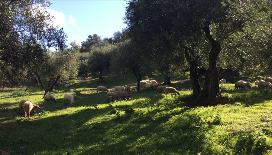 sheeps grazing green grass in the buckround of trees at 'Theotoky Estate' area