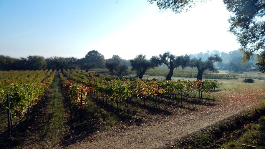 rows of vines at 'Theotoky Estate' vineyards in the background of trees and blue sky
