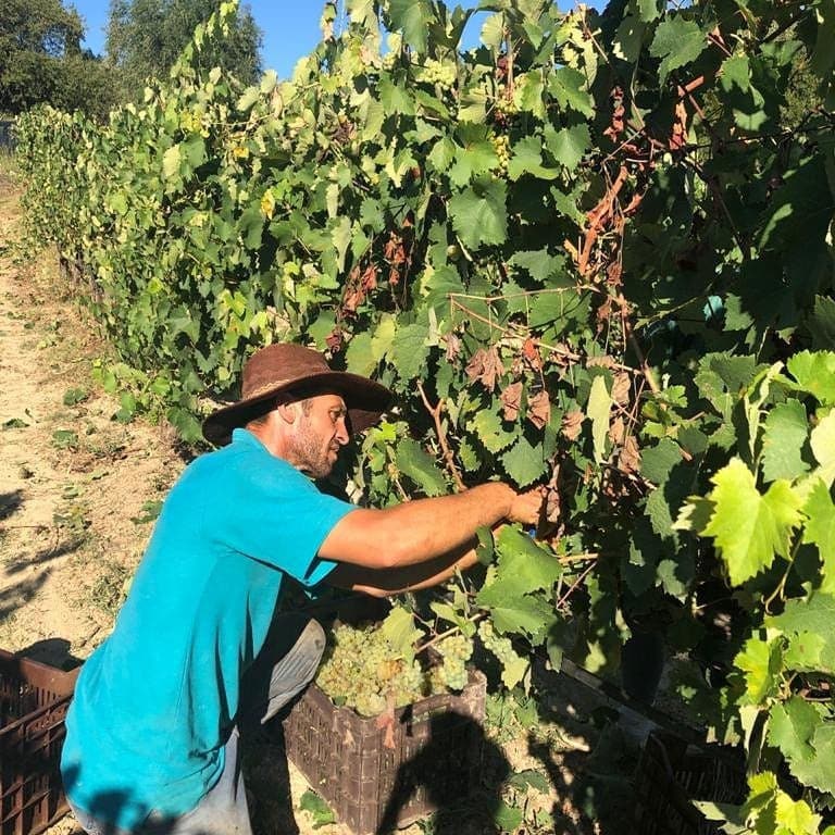 man with sun hat picking grapes in 'Theotoky Estate' vineyard