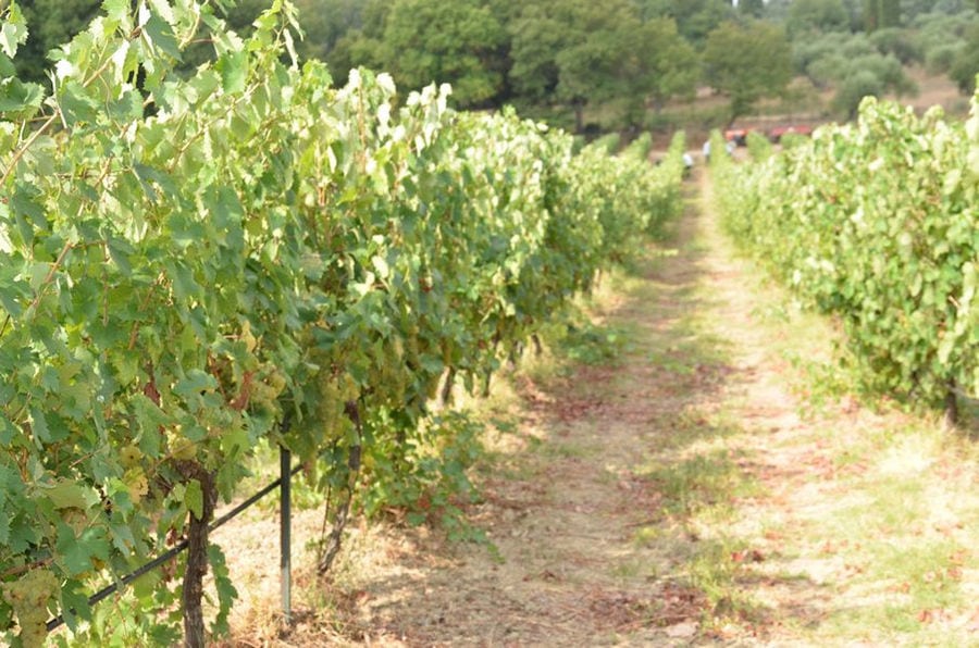 rows of vines at 'Theotoky Estate' vineyards in the background of trees