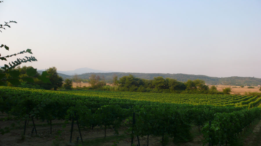 rows of vines at 'Theotoky Estate' vineyards in the background of trees and blue sky