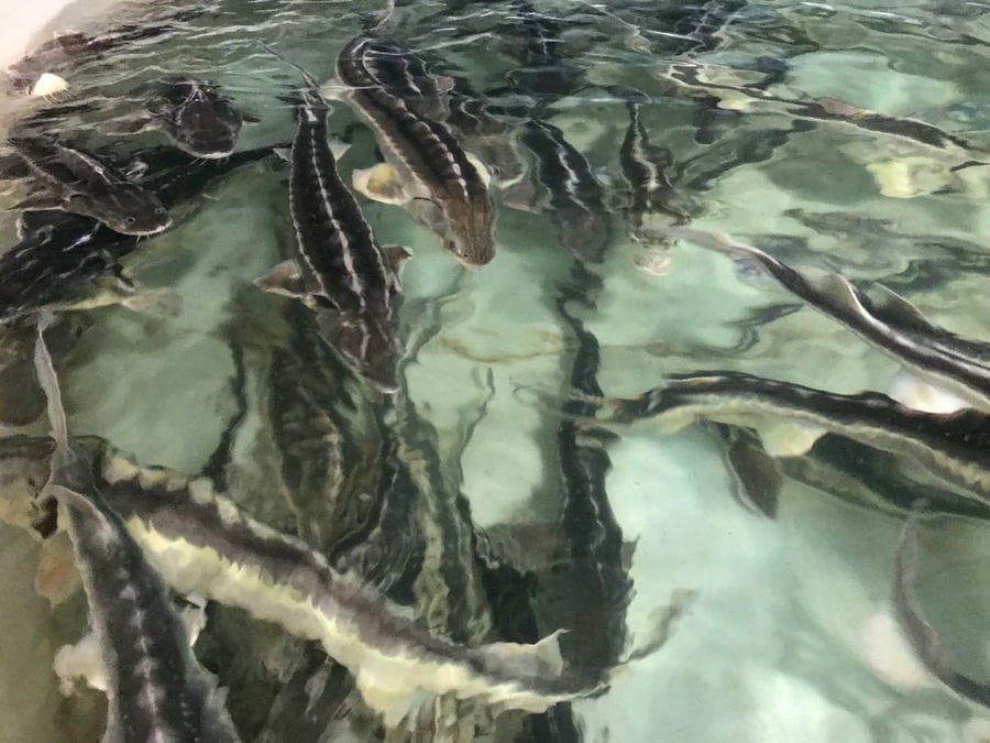 close-up of caviar fishes in water at 'Thesauri Caviar'