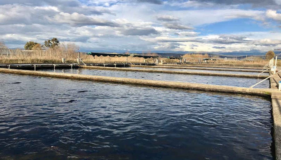 ponds fish crops at 'Thesauri Caviar' and blue sky in the background