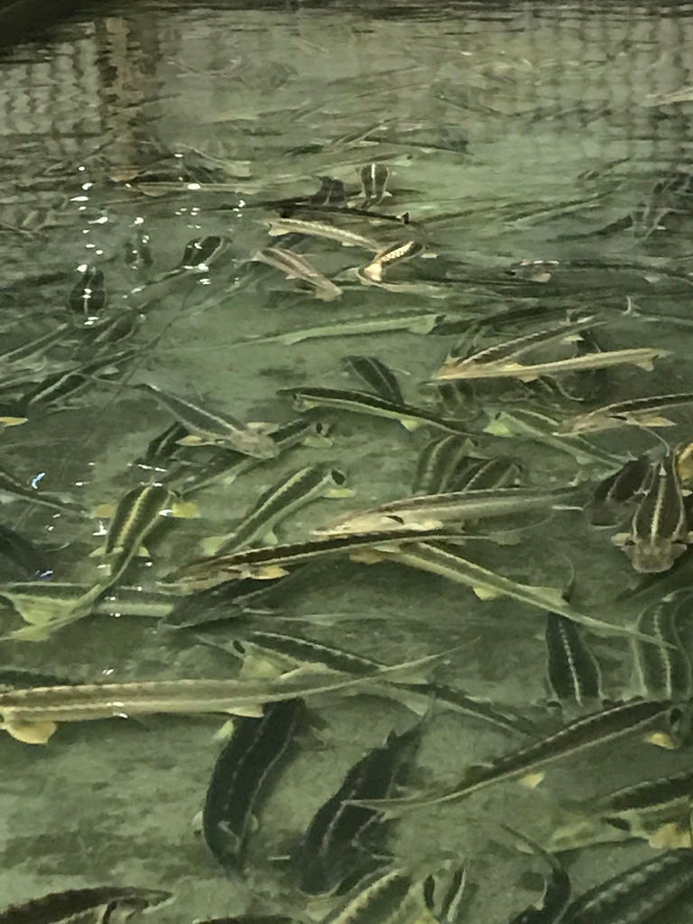 caviar fishes in water at 'Thesauri Caviar'