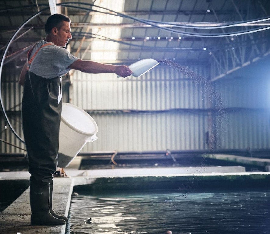 man sprinkling fish food in pond fish with a plastic scoop from the bucket at 'Thesauri Caviar'