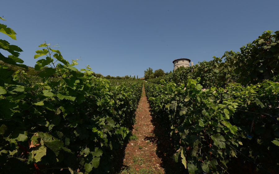 vineyards in the buckround of the tower of 'La Tour Melas' winery