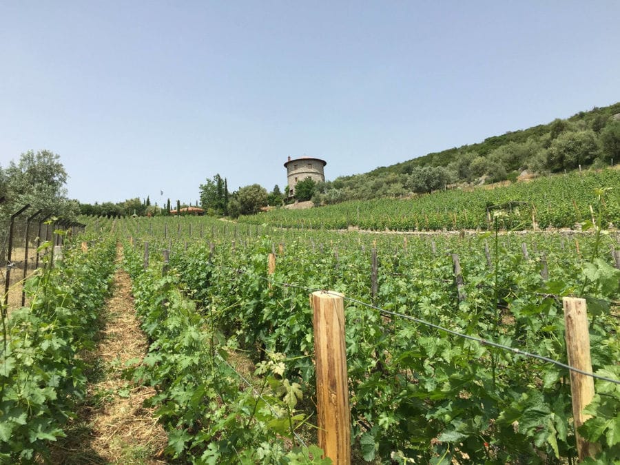 vineyards in the buckround of the tower of 'La Tour Melas' winery