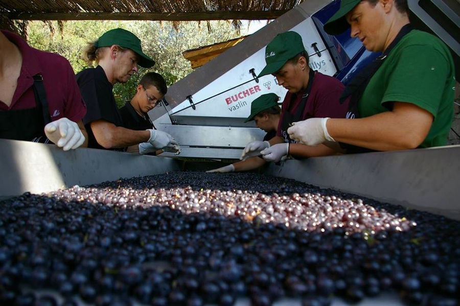 men and women selecting black grapes on conveyor belt at 'La Tour Melas' facilities