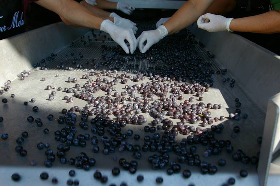 men and women selecting black grapes on conveyor belt at 'La Tour Melas' facilities