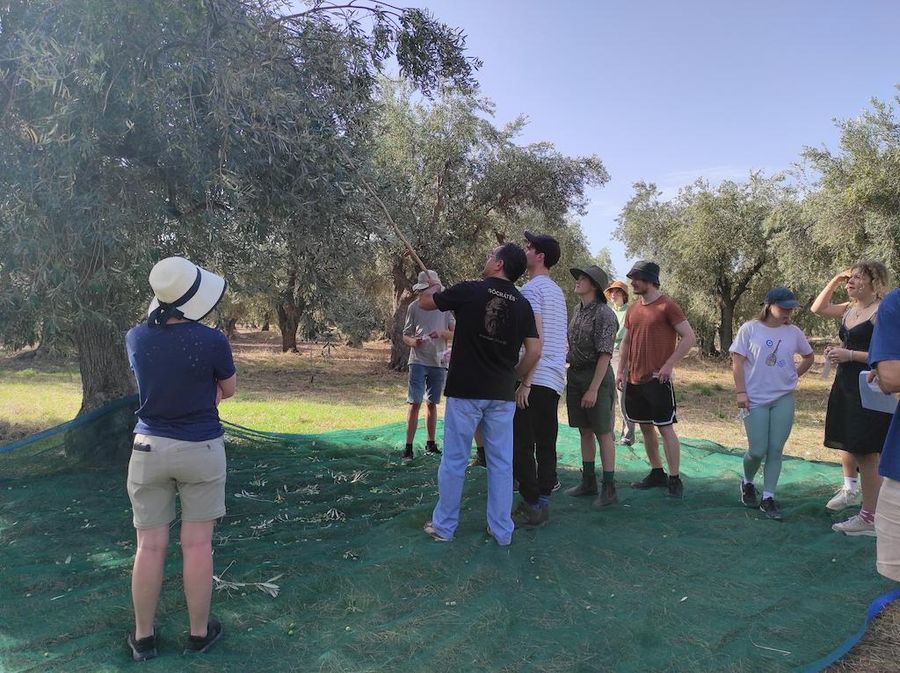 tourists participate at olive harvest at Socrates Olive Oil olive grove