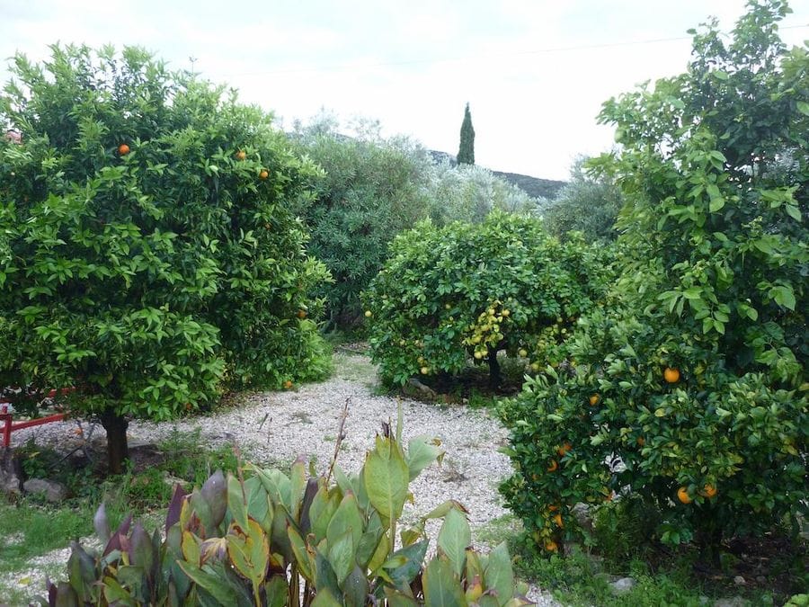 Evonymon garden with trees with ripe oranges