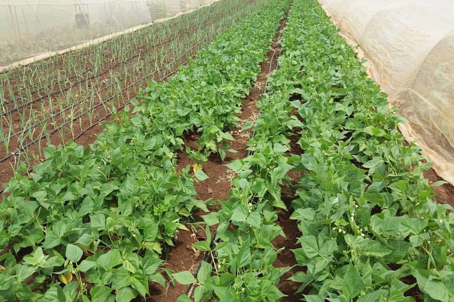 rows of plants beans with white flowers in the ground in 'The Trinity Farm' greenhouse