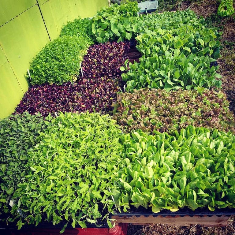 various green seedlings like green and red salads at 'The Trinity Farm' greenhouse