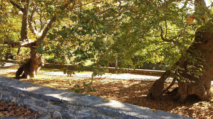 stone fence with old trees on the one side around 'The Trinity Farm'