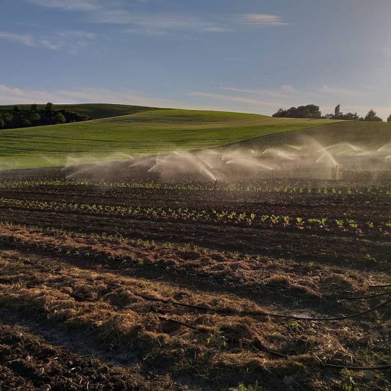 irrigation system watering 'The Trinity Farm' crops and blue sky in the background