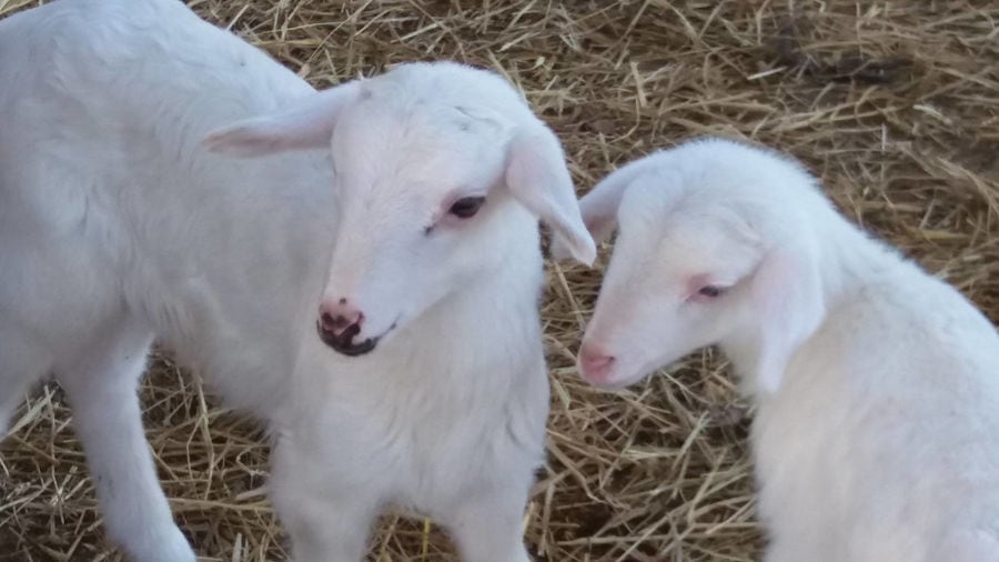 two young white goats at 'The Trinity Farm' farm