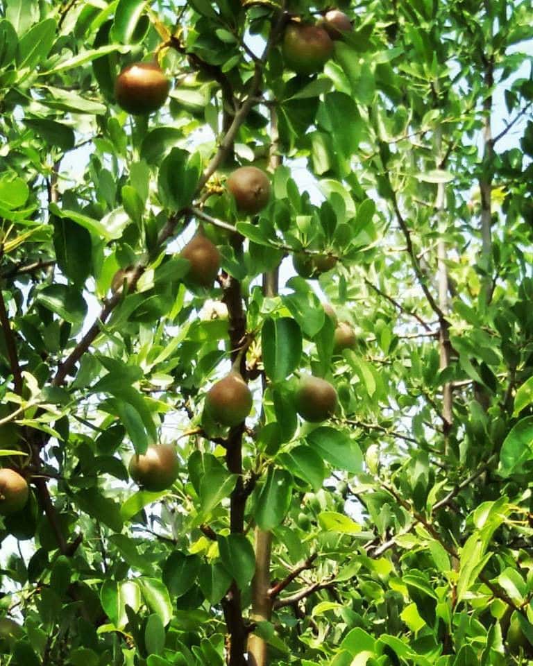 branches of unripe pomegranates at 'The Trinity Farm' crops