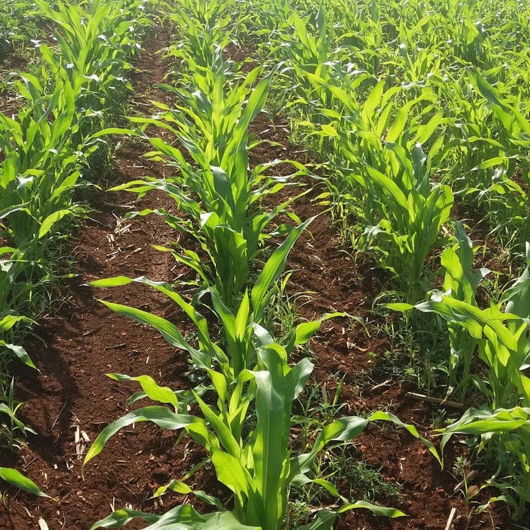 rows of small plants maize in the ground in 'The Trinity Farm' crops