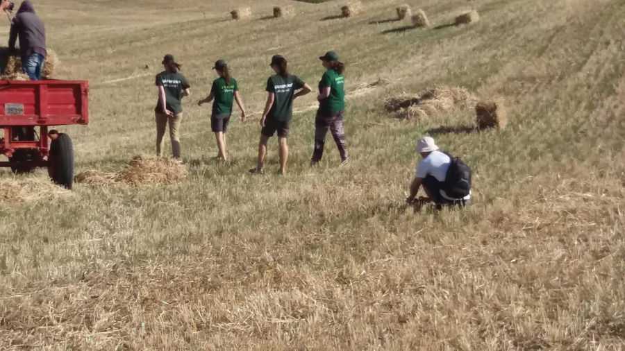 four girls walking in dry grass at 'The Trinity Farm' besides the tractor