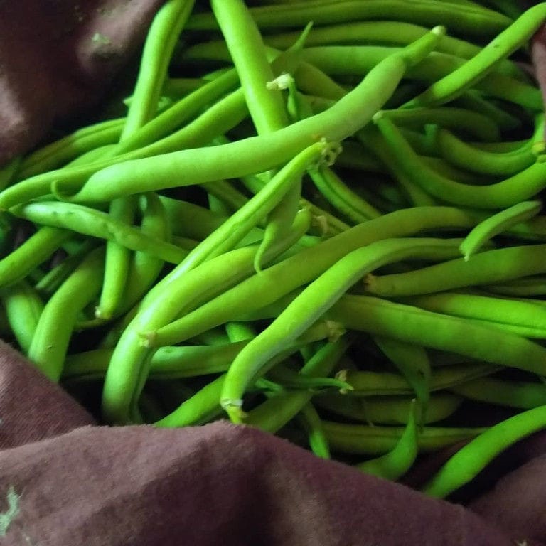 beans with pods from 'The Trinity Farm' crops