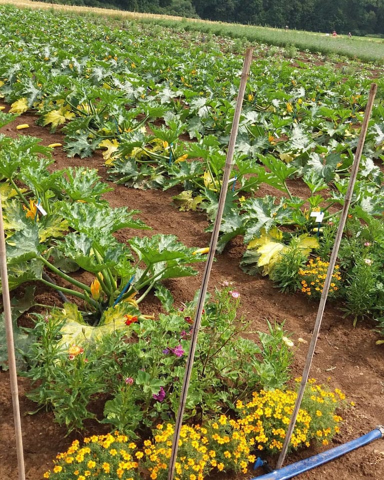 rows of plants pumpkins with yellow flowers in the ground at 'The Trinity Farm' crops