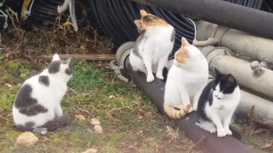 four cats watching around them at 'The Trinity Farm'