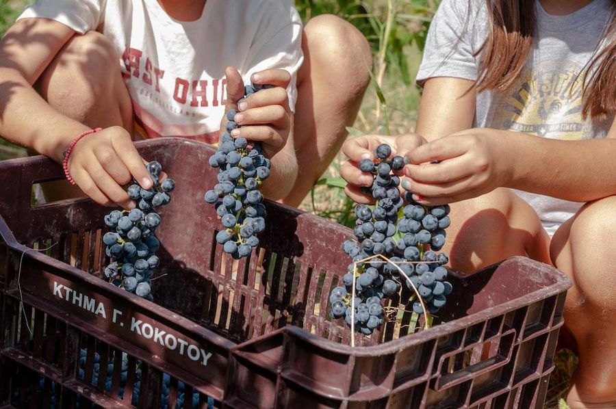 close-up of a two girls taking bunches of black grapes from the crate to eat at Ktima Kokotou