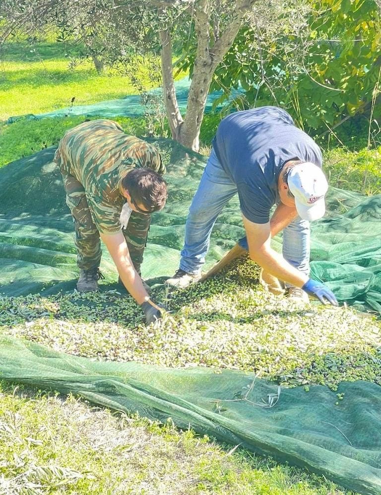 two men picking olives from laying raffia on the ground under the trees at Politakis Olive Oil