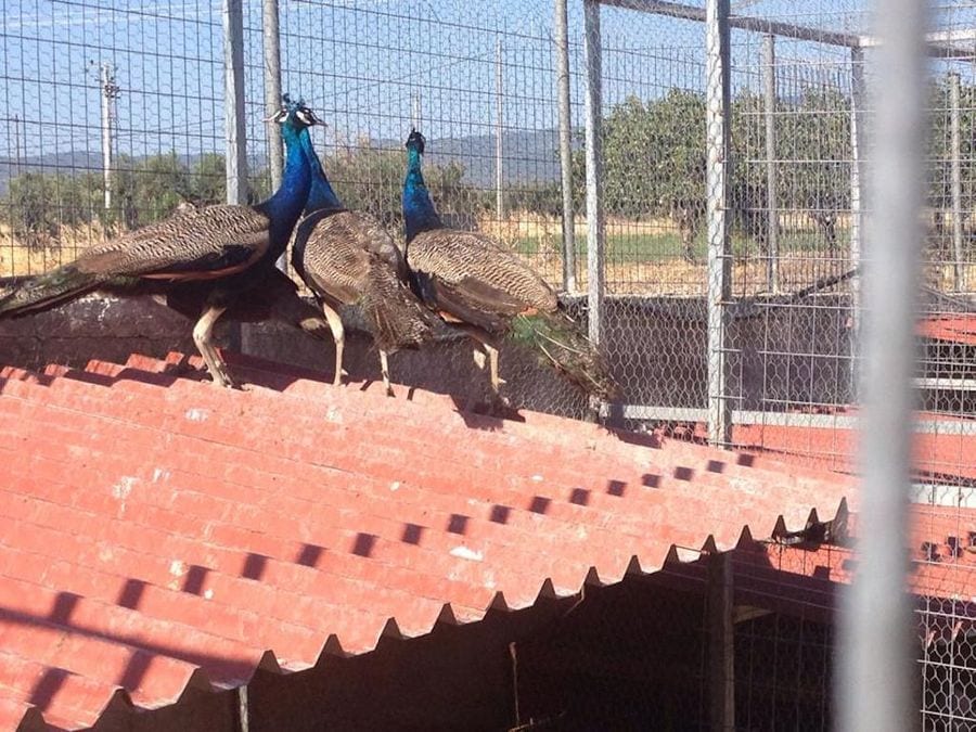two peacock on the roof on his cage at Perivolaki farm