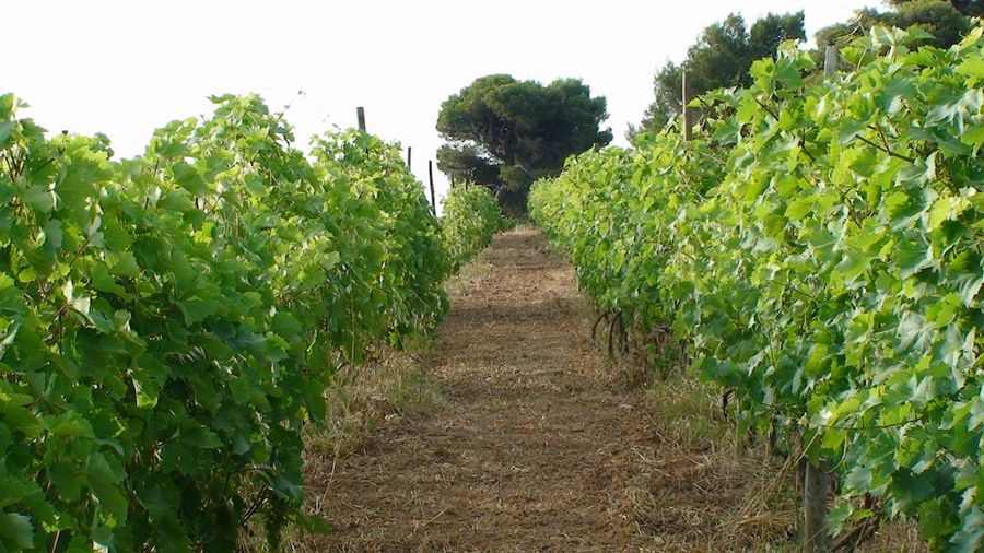 Close-up of two rows of vines at Georgas Family vineyards in the background of blue sky and trees