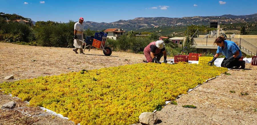 men and women laying bunches of grapes on the raffia on the ground to dry in the sun at Yiayia’s Tastes