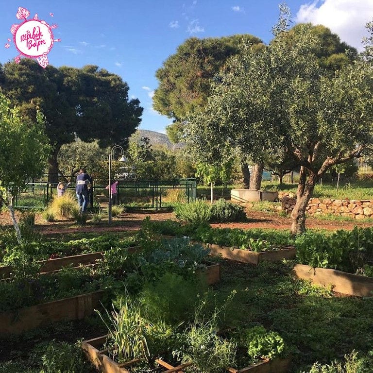 vegetables garden beds at 'The Orchard in Vari' and olive tress on the both sides