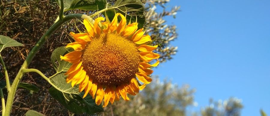 A majestic sunflower stands tall and proud, its golden petals reaching for the sun. A symbol of beauty and vitality, it radiates warmth and captures the essence of nature's brilliance.