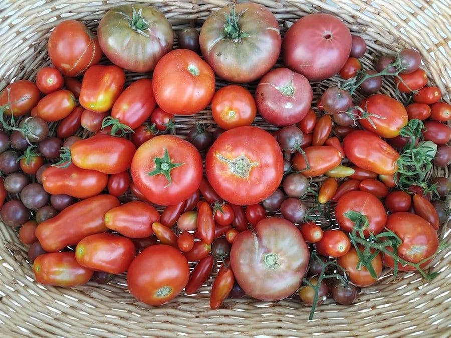 view from above of wicker basket with various ripe tomatoes from Evonymon garden