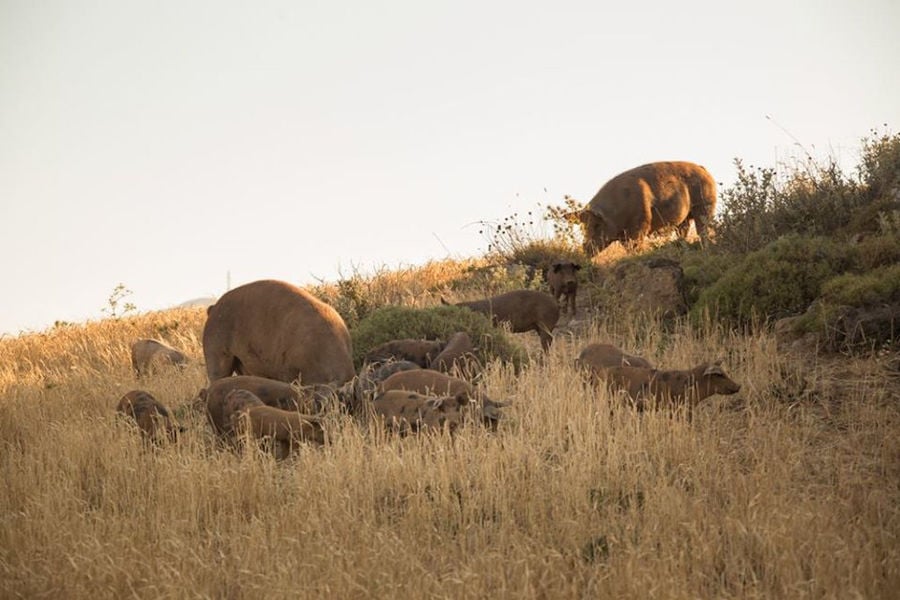 two pigs with their babies grazing on dry grass on the hill at 'Vavourakis Farm'