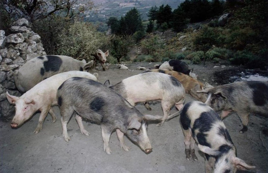 a group of young spotted pigs in nature with trees in the background at Vavourakis Farm