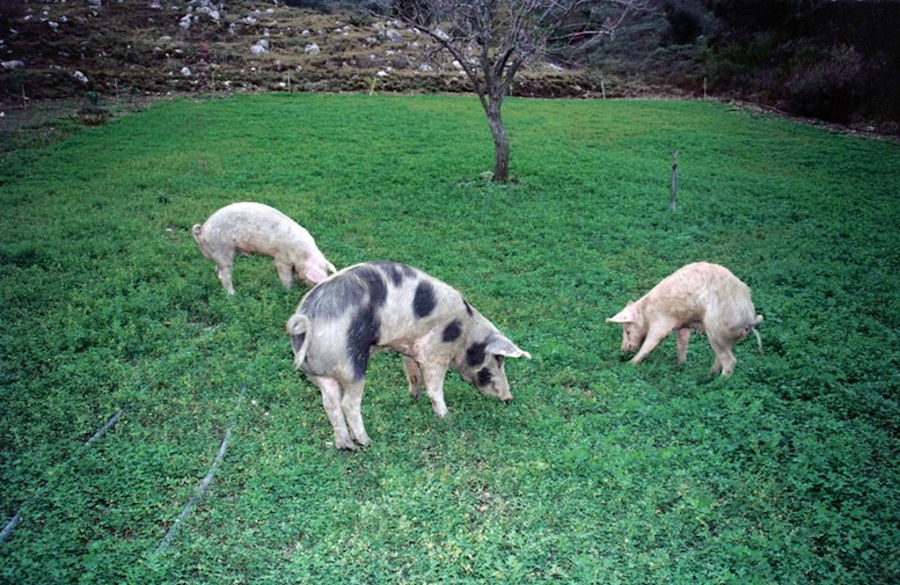 three pigs grazing on green grass at Vavourakis Farm