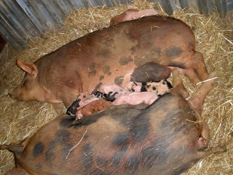 two pigs breastfeeding her babies and they are lying in dry hay at Vavourakis Farm