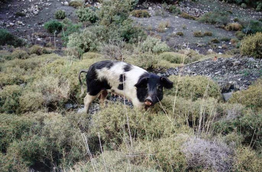 close-up of young spotted pig surroundedby green bushes and watching at the camera at 'Vavourakis Farm'