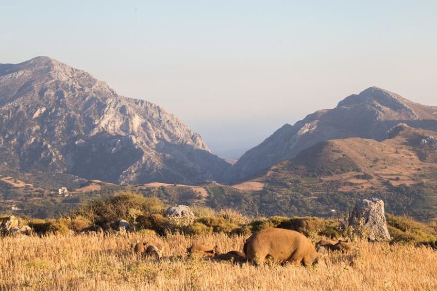 two pigs with their babys grazing on dry grass with mountains in the background at Vavourakis Farm